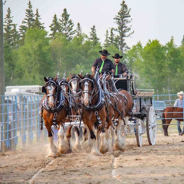 Horse team racing
