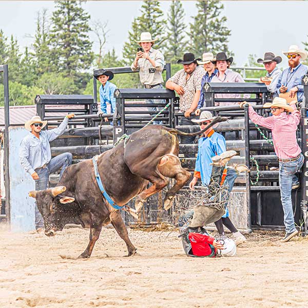 Bull riding