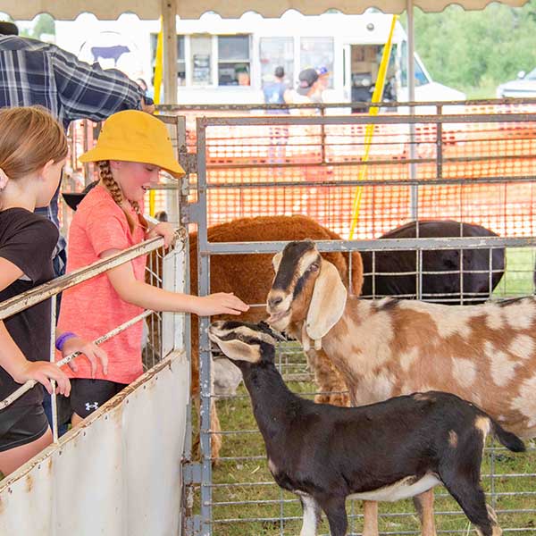 Animal petting Zoo